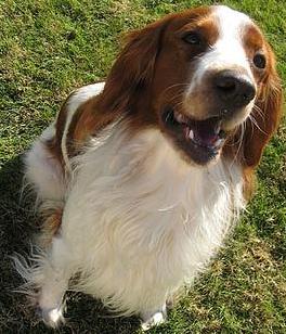 Welsh Springer Spaniel